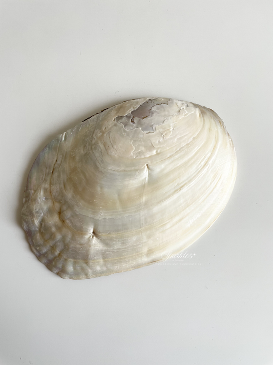 SHELL (Abalone Container for cone1)