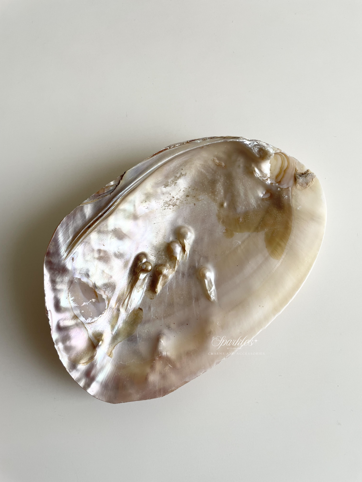 SHELL (Abalone Container for cone1)